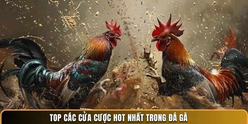 Top các cửa cược hot nhất trong đá gà