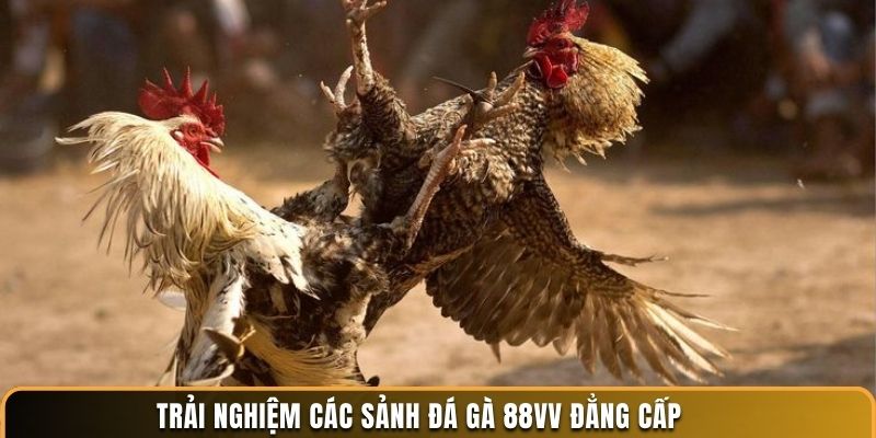 Trải nghiệm các sảnh đá gà 88VV đẳng cấp